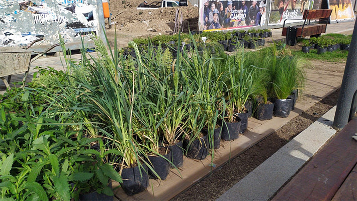 Plantacion nativas